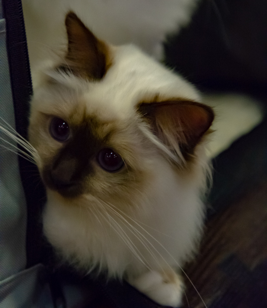  DSC3786