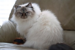 Belladone Divan