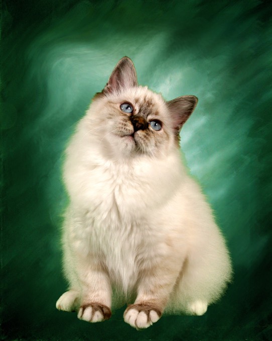 bellagreen copy