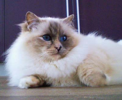 bonbon