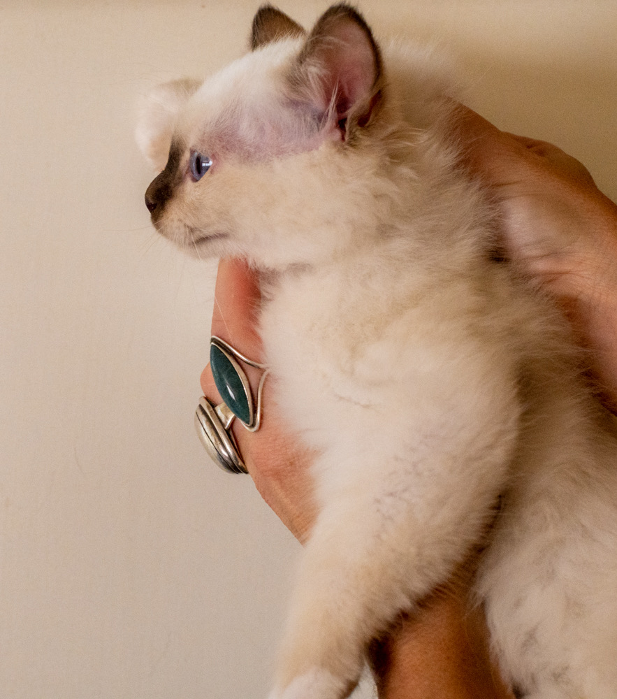 chaton1-2