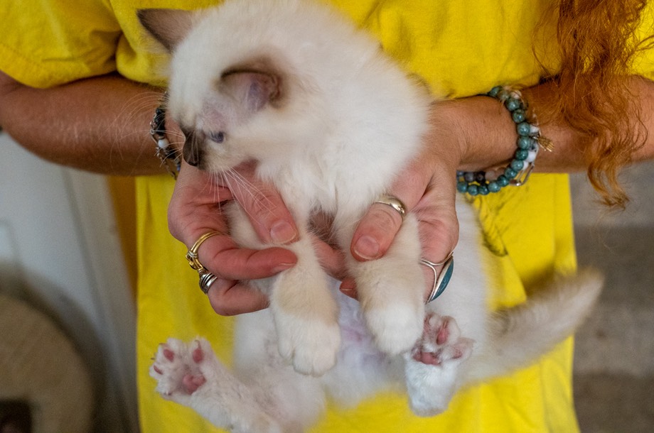 chaton1-4