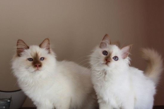 CinnamonBirmans