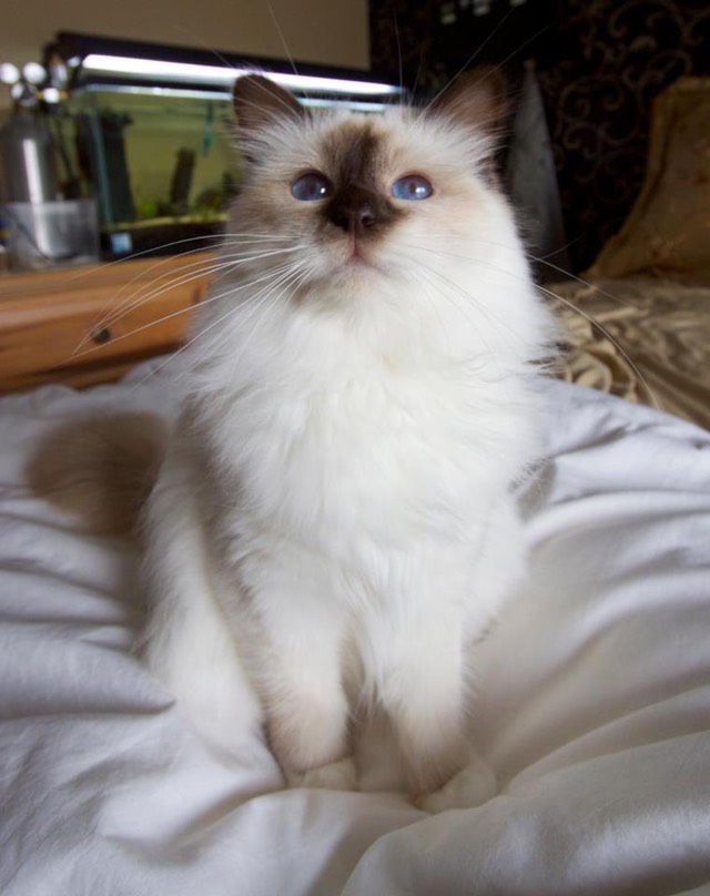 CookieLit