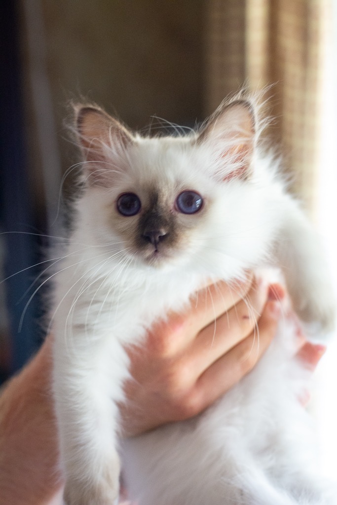 Kitten2a