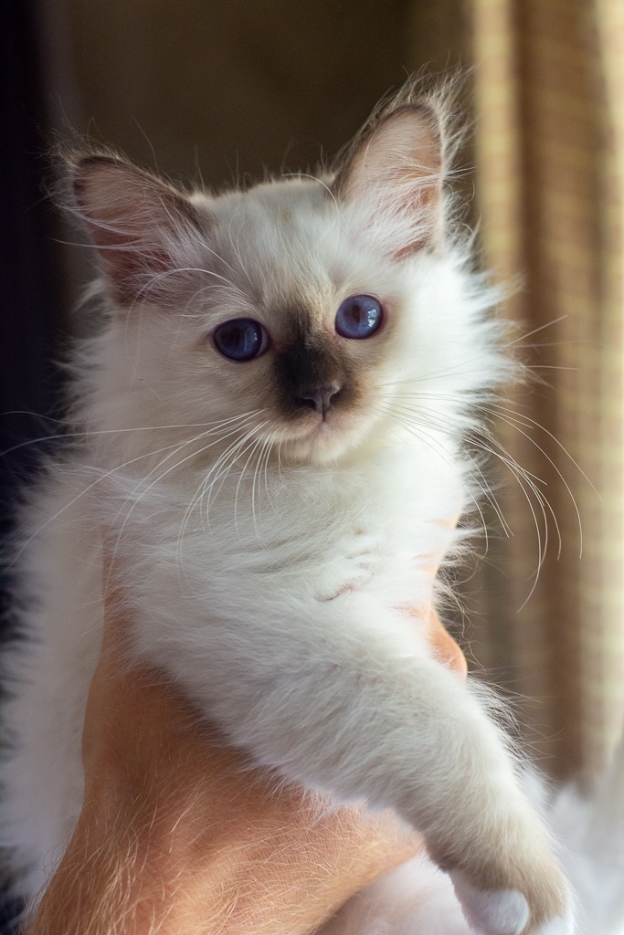 Kitten2c