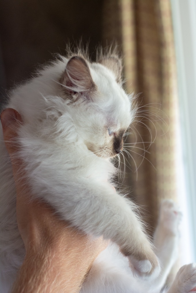 Kitten2P