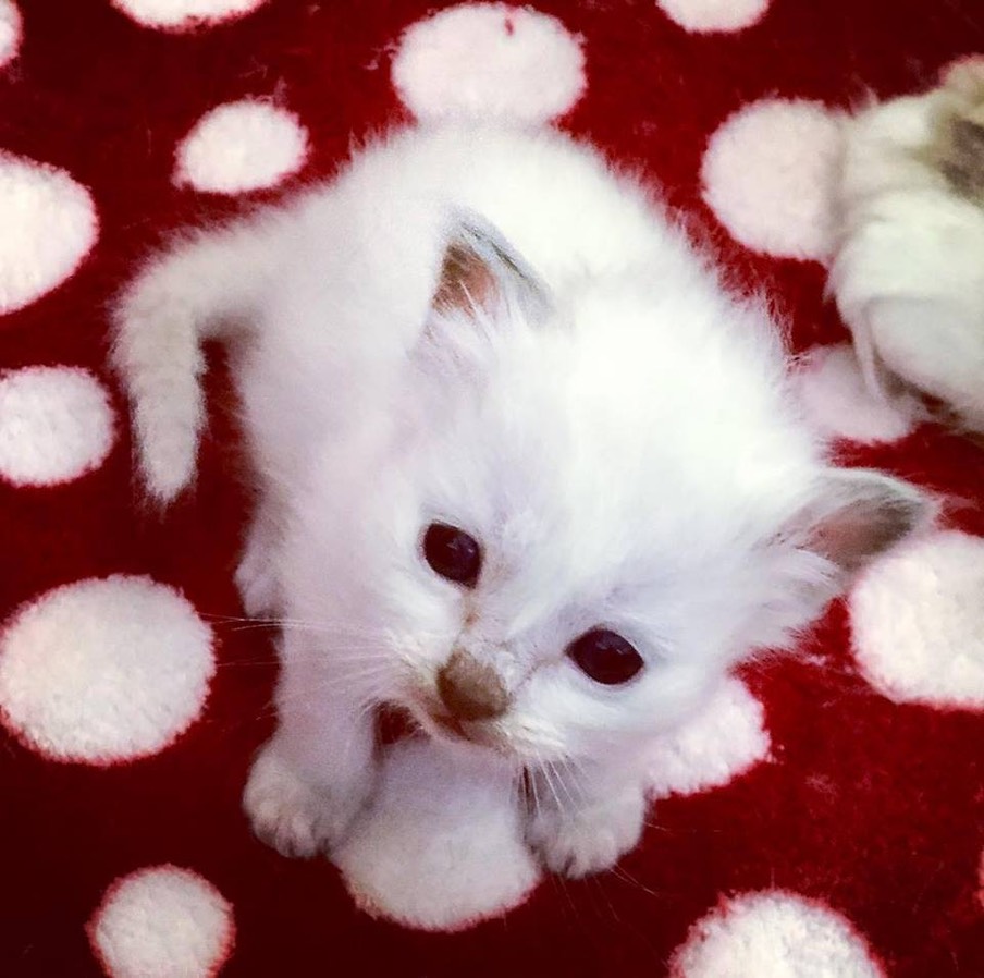 KittenLubelle