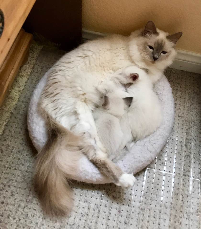 Lubelle3babies