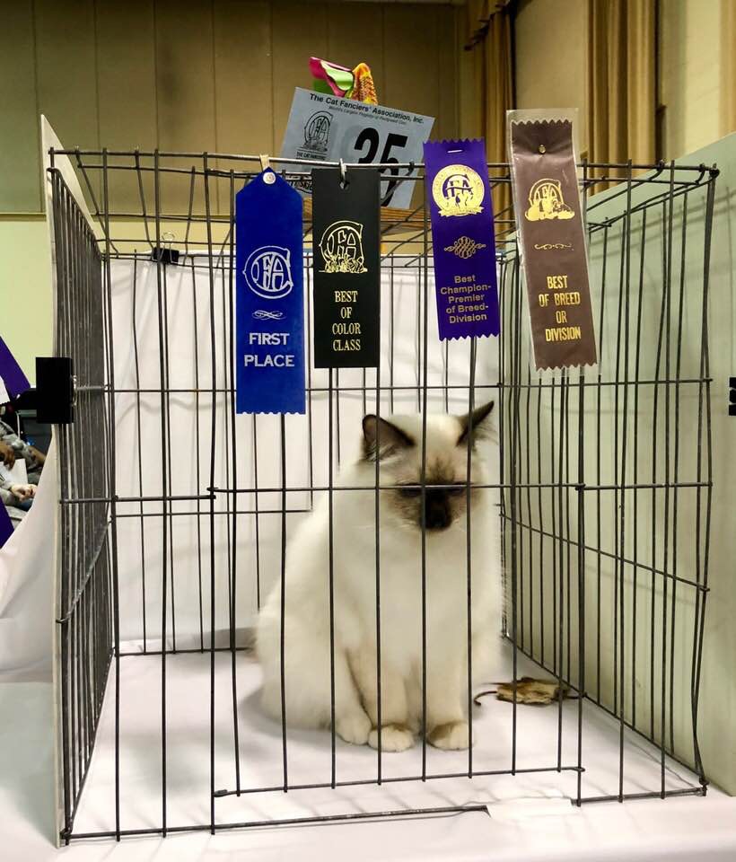 norman1stchampion