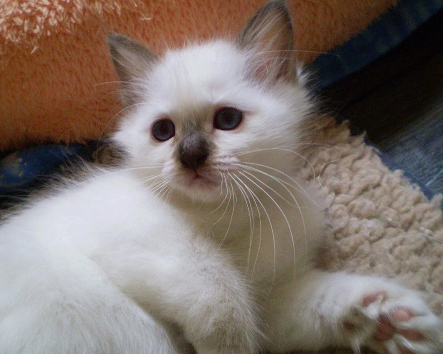 Valinka7week