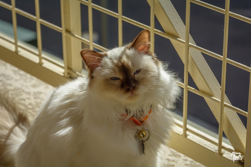 Wilsonbalcon-1.jpg