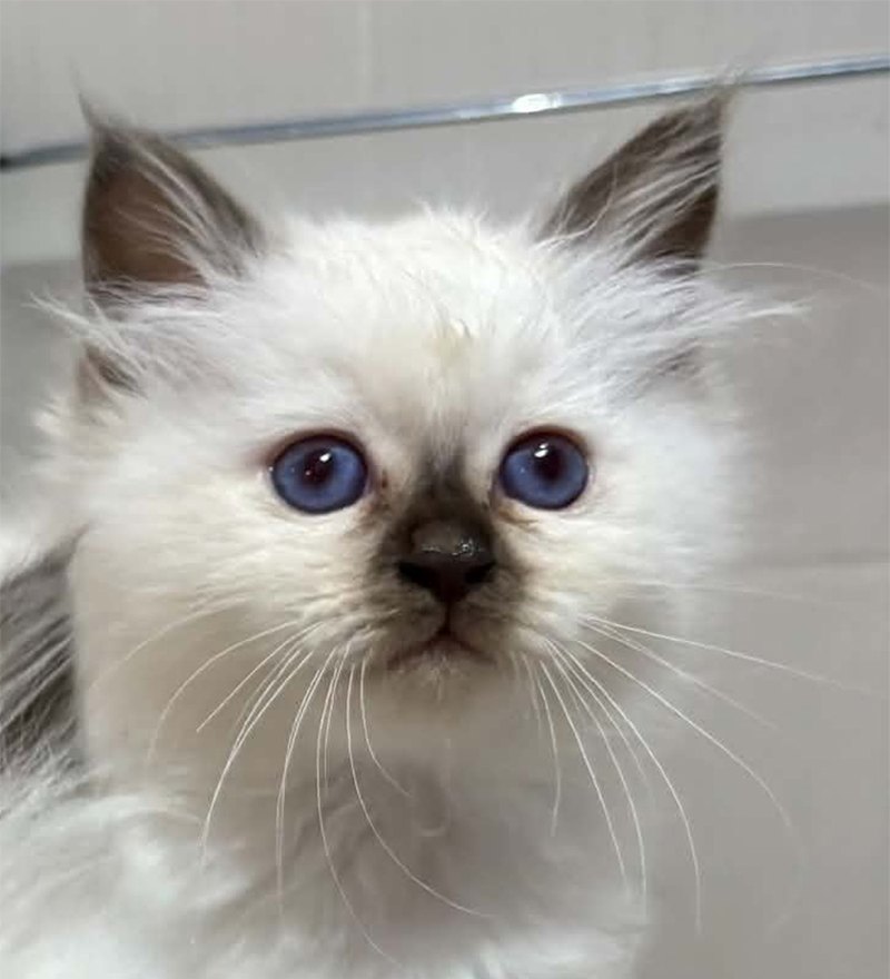 Byron du Bossuet Perrières, a seal-point Birman kitten